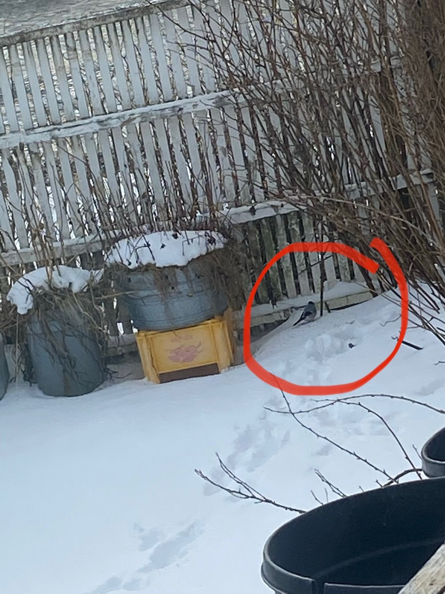 Eurasian Bullfinch - Suzi Golodoff