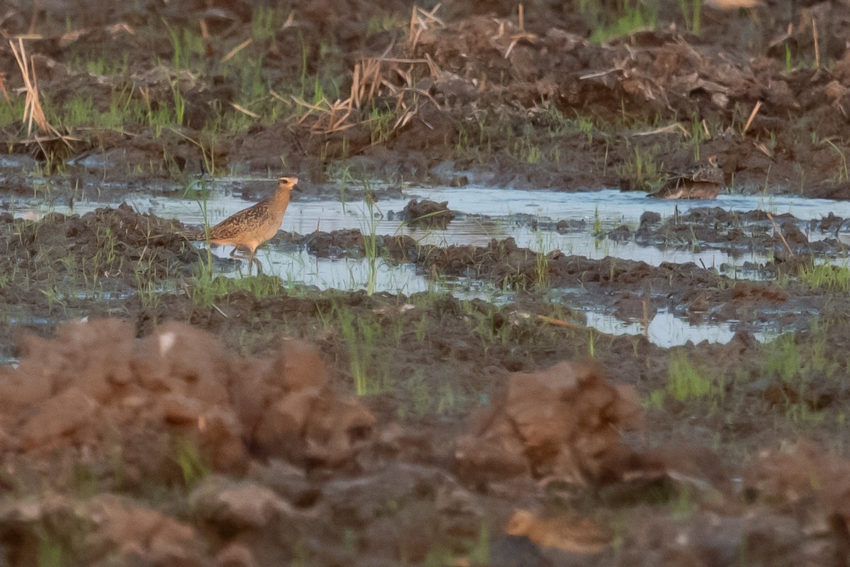 Pacific Golden-Plover - Pattaraporn Vangtal