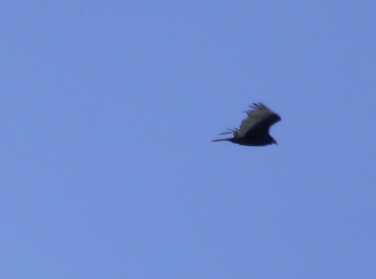 Turkey Vulture - C Douglas