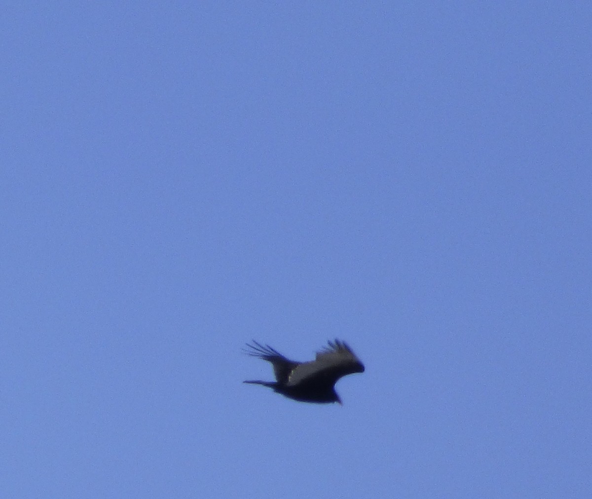 Turkey Vulture - C Douglas