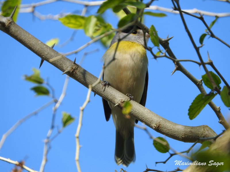 Green-backed Becard - ML31367261