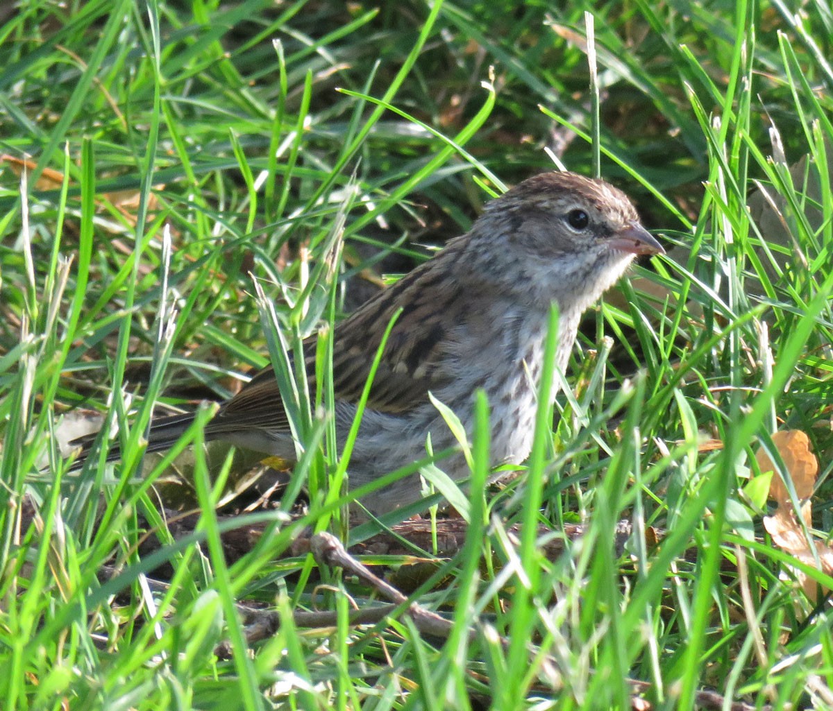 Chipping Sparrow - ML31367431