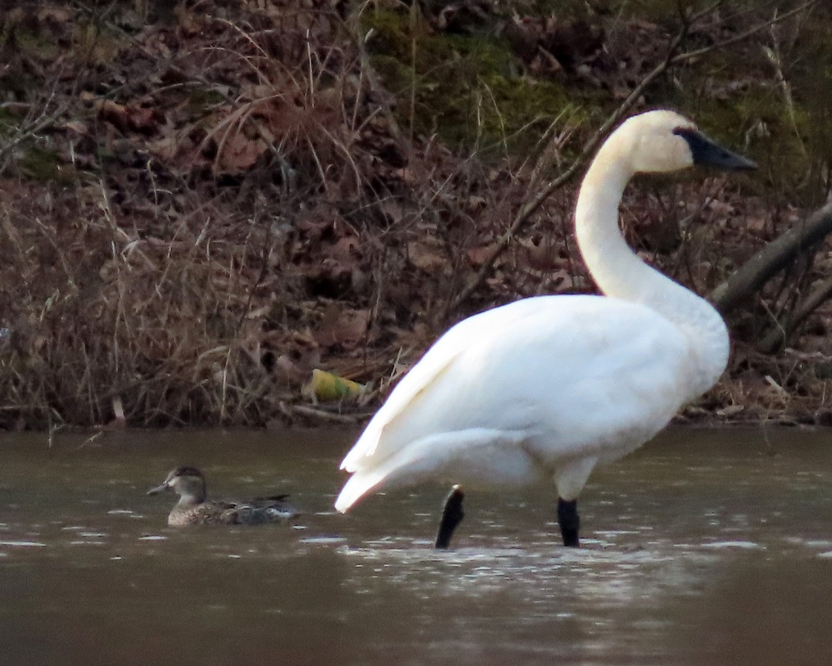 Tundra Swan - ML313675311