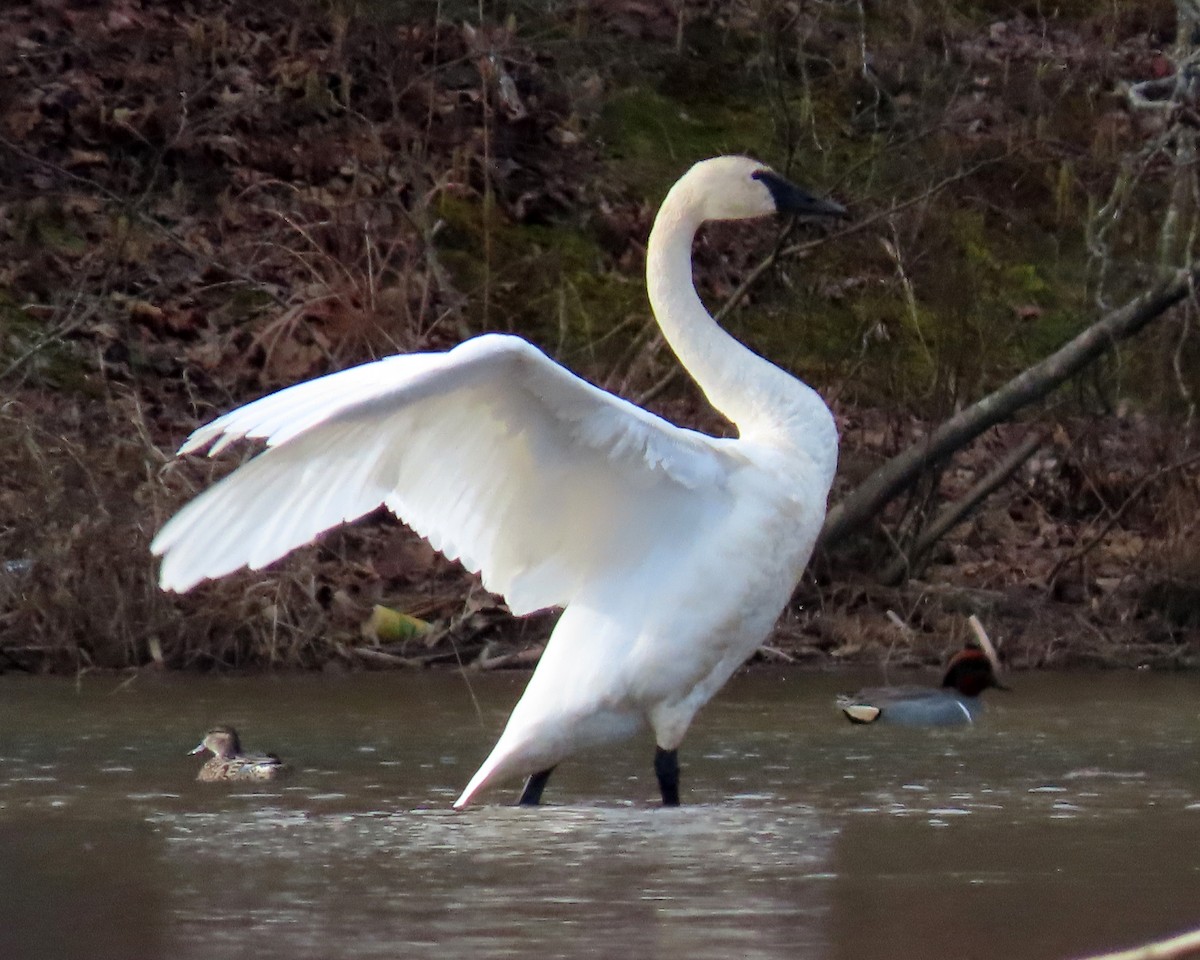 Tundra Swan - ML313675321