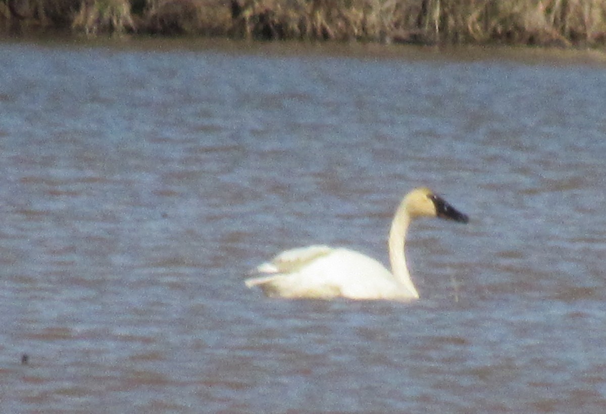 Tundra Swan - ML313677201