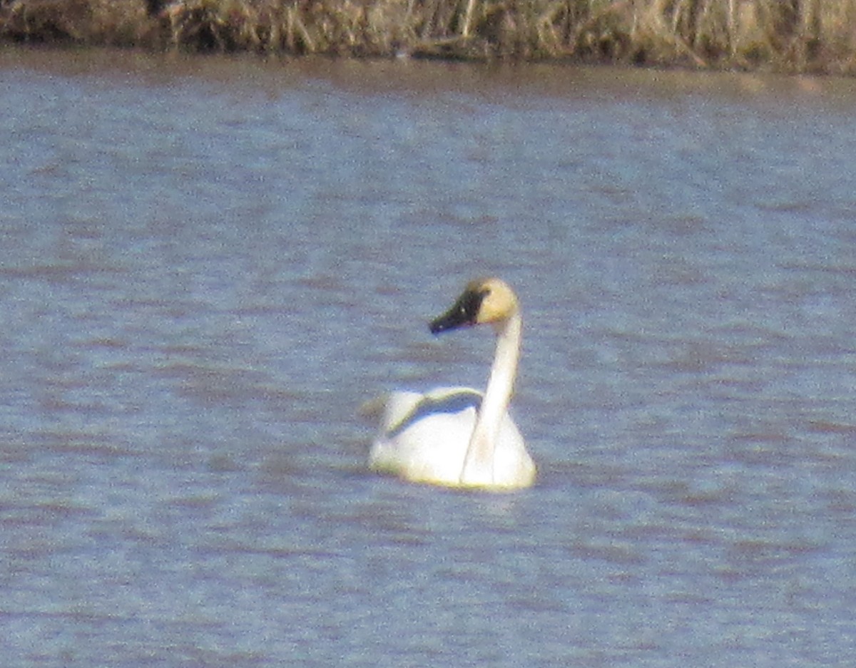 Tundra Swan - ML313677211