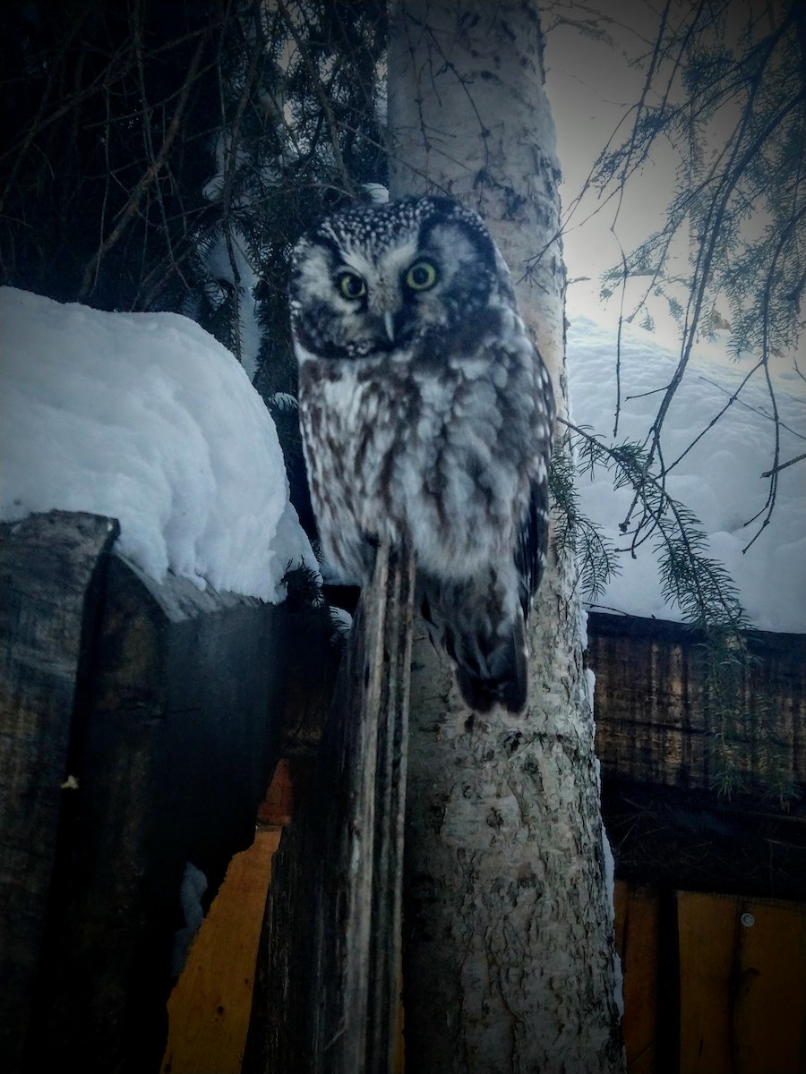 Boreal Owl - David Hejna