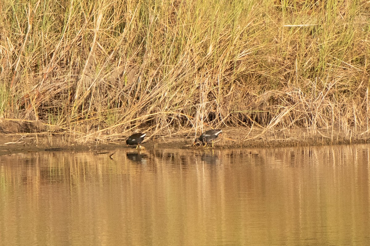 Gallinule poule-d'eau - ML313678191