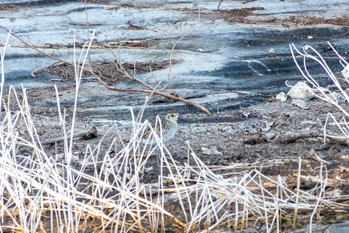 Pacific Golden-Plover - ML313678221