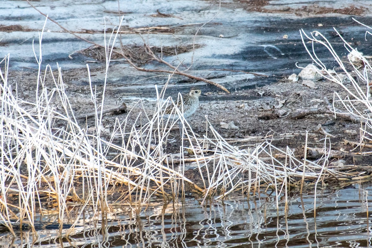 Pacific Golden-Plover - ML313678231