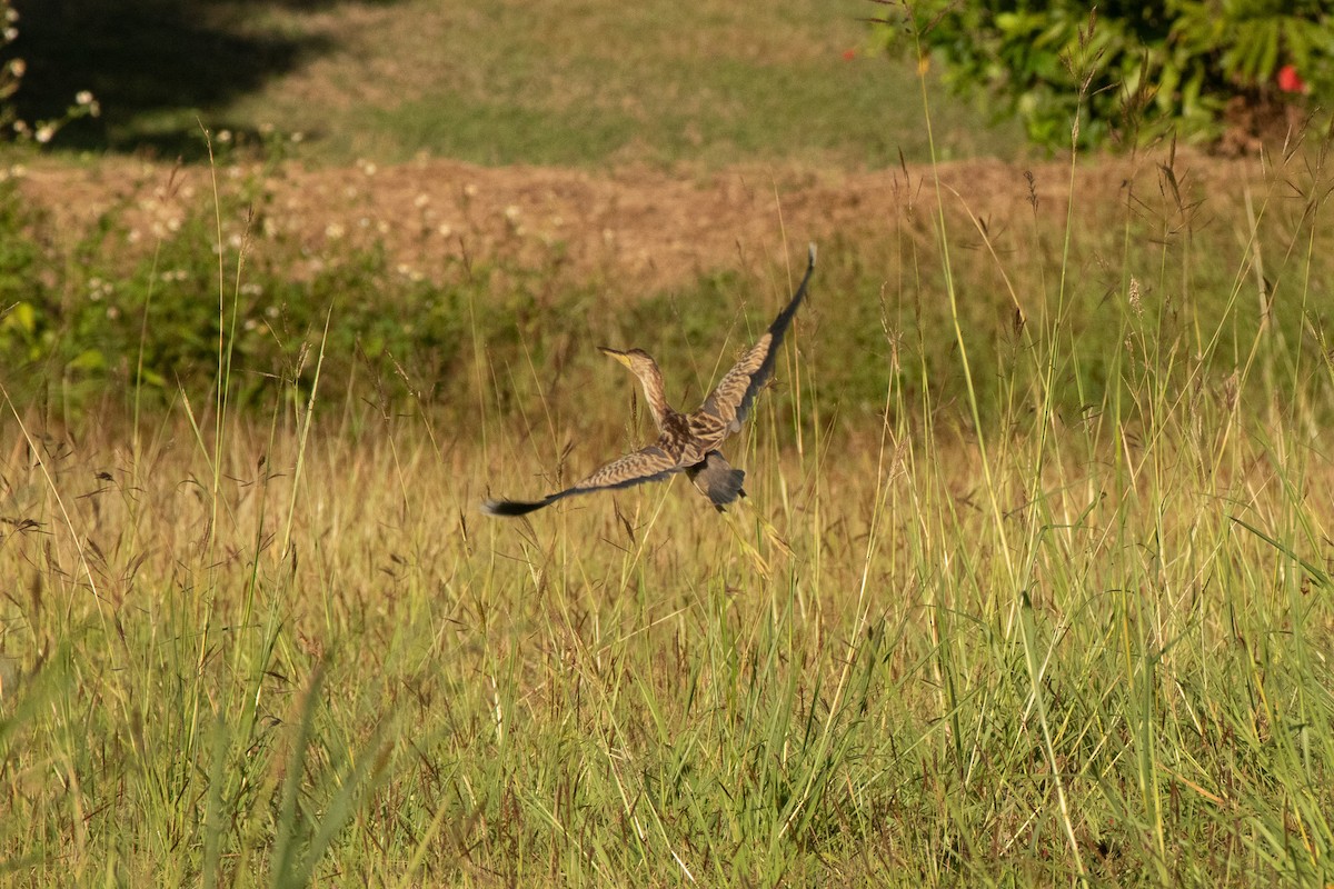 Yellow Bittern - ML313678351