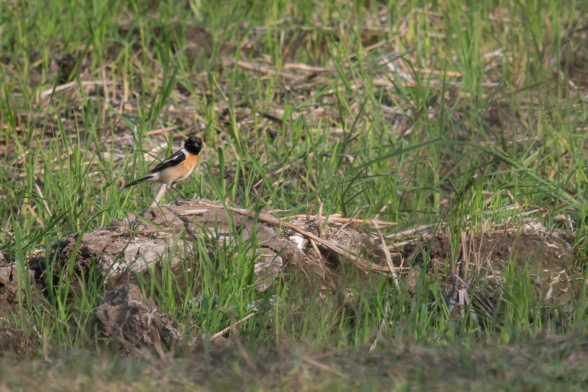 Amur Stonechat - Pattaraporn Vangtal