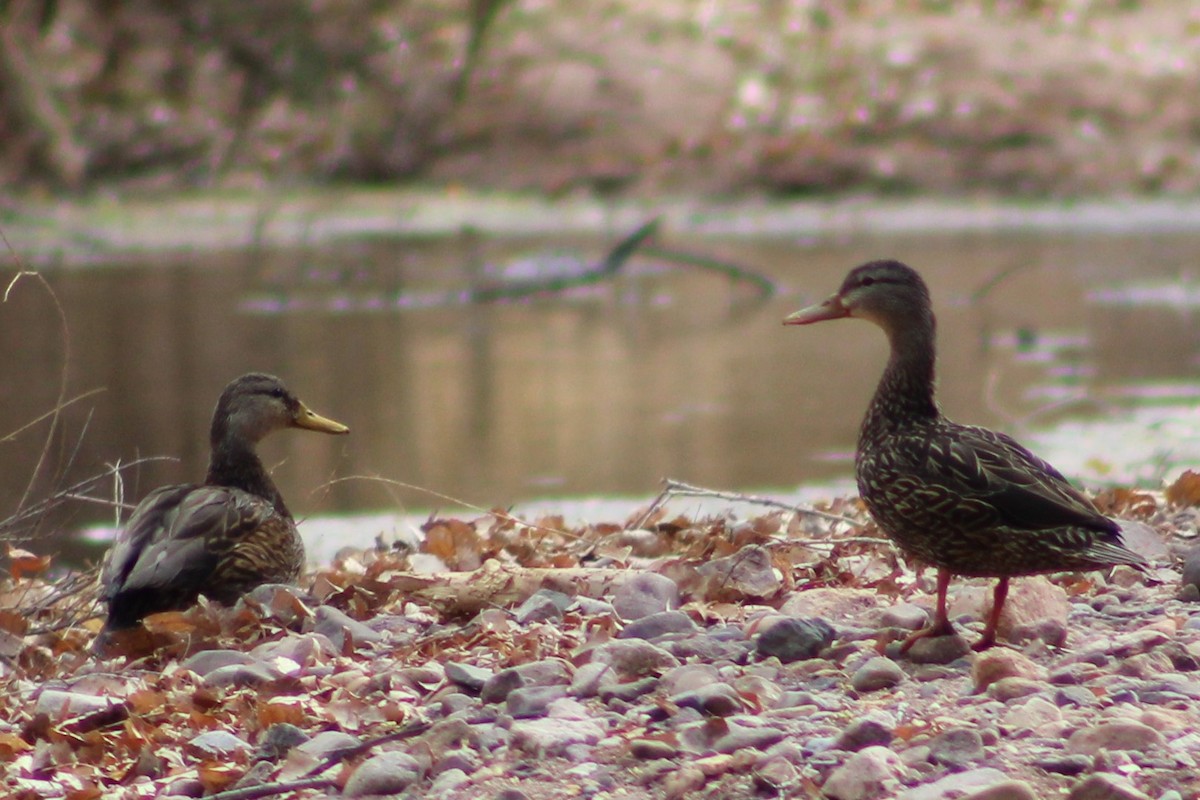 Mallard x Mexican Duck (hybrid) - kim nordquest