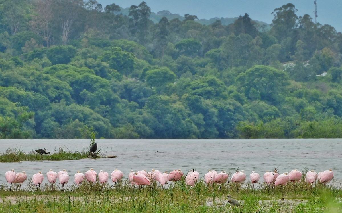 Roseate Spoonbill - ML313681511