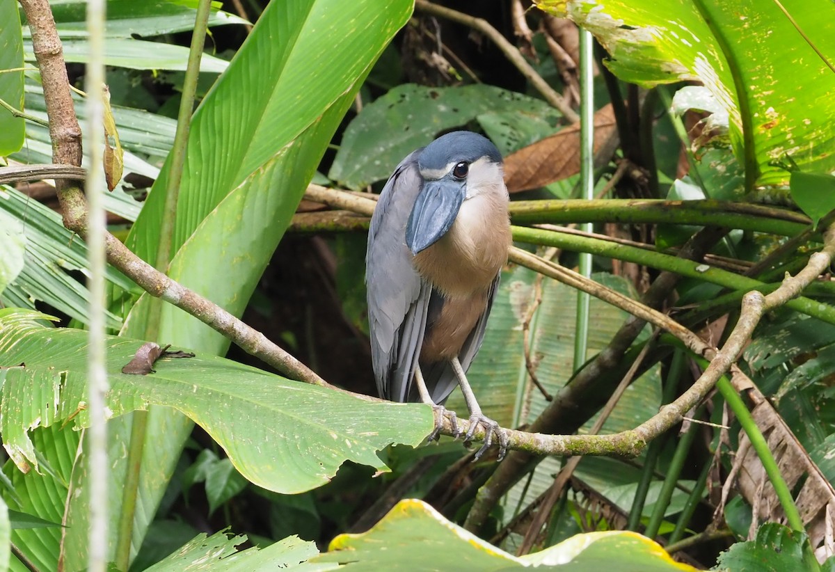 Boat-billed Heron - ML313681711