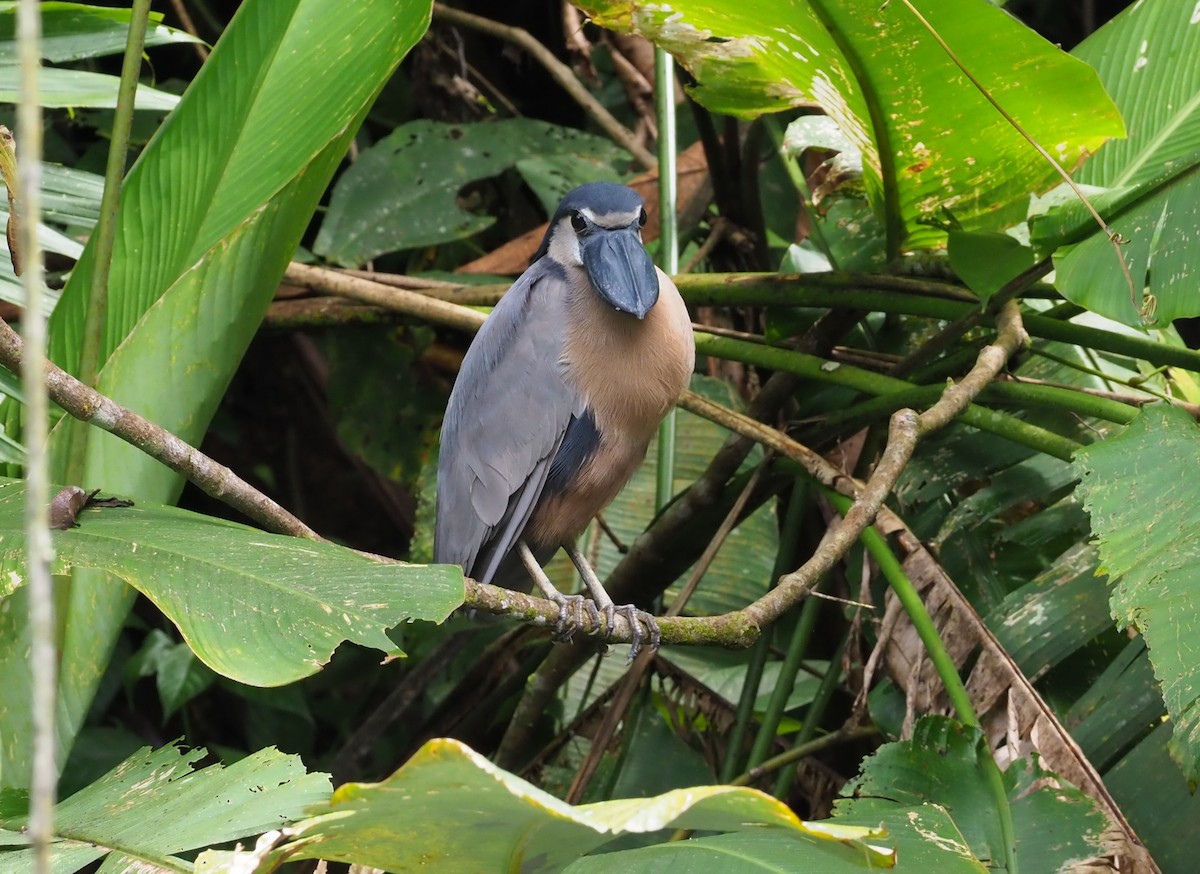 Boat-billed Heron - ML313681751