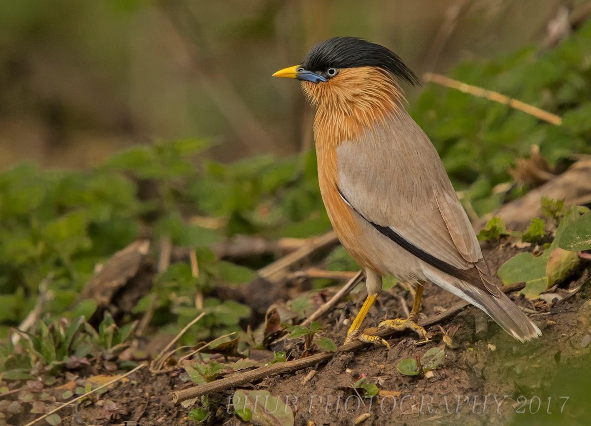 Brahminy Starling - ML313682761