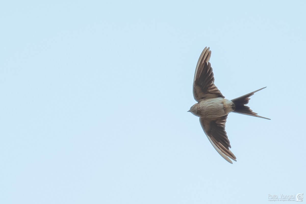 Red-rumped Swallow - ML313682771