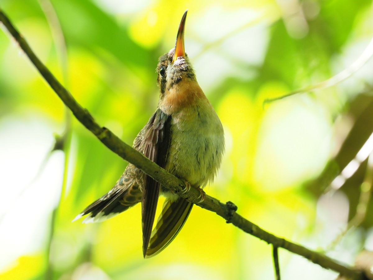 Полосатохвостый колибри-отшельник - ML313684811