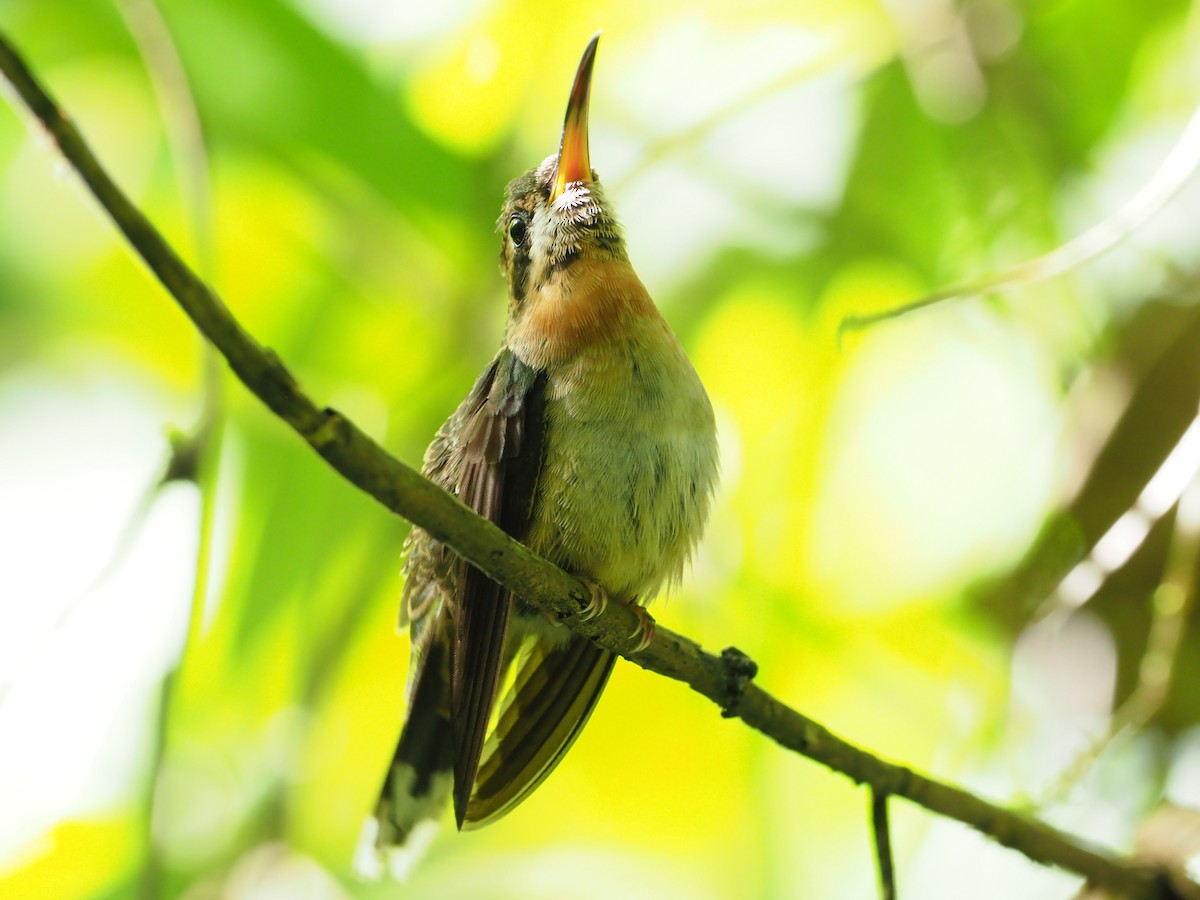 Полосатохвостый колибри-отшельник - ML313684841