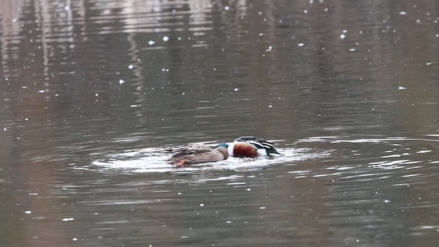 Northern Shoveler - ML313684971