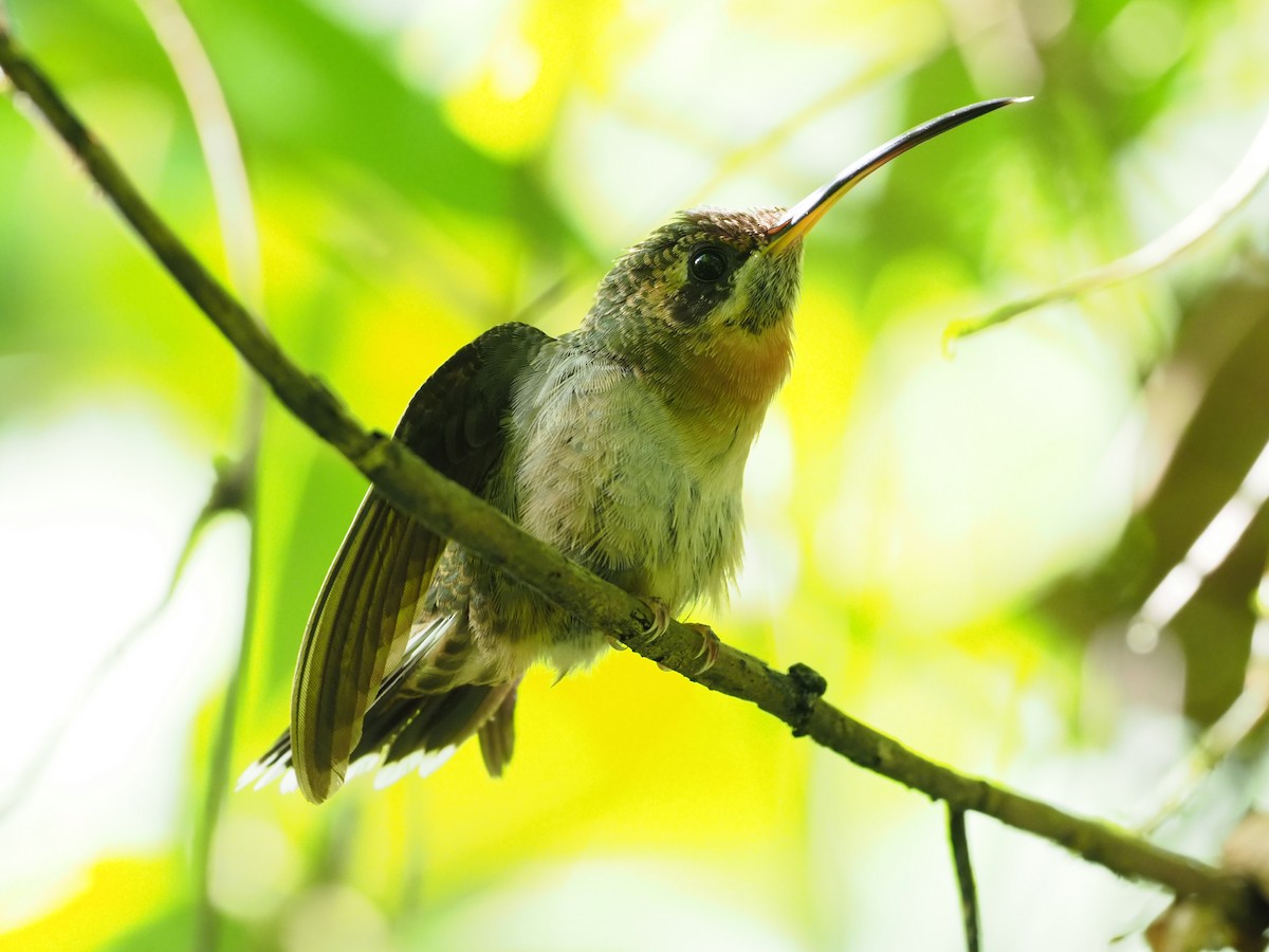 Полосатохвостый колибри-отшельник - ML313685111