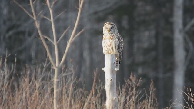 Barred Owl - ML313686591