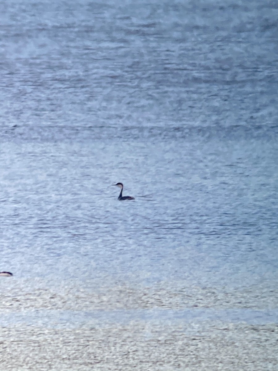 Western Grebe - ML313686631