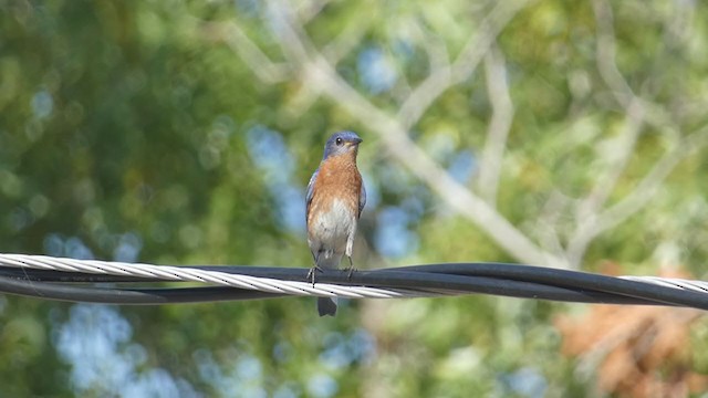 Eastern Bluebird - ML313687051