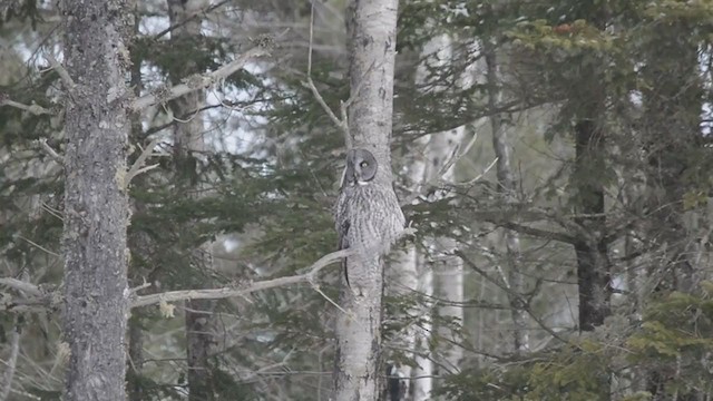 Great Gray Owl - ML313687331