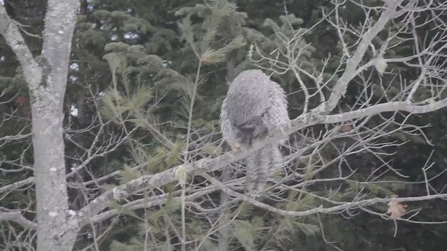 Угалзан бэгбаатар - ML313687371