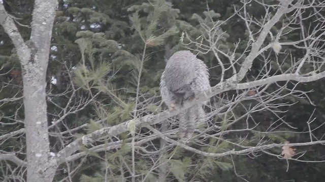 Great Gray Owl - ML313687371