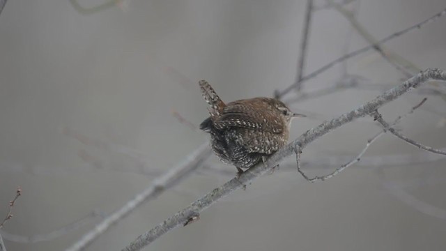 Winter Wren - ML313687541