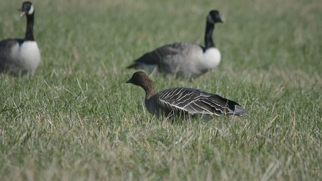 Pink-footed Goose - ML313687871