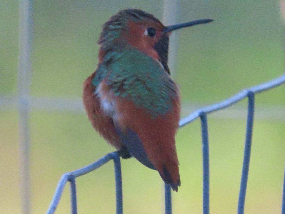 Allen's Hummingbird - ML313687881