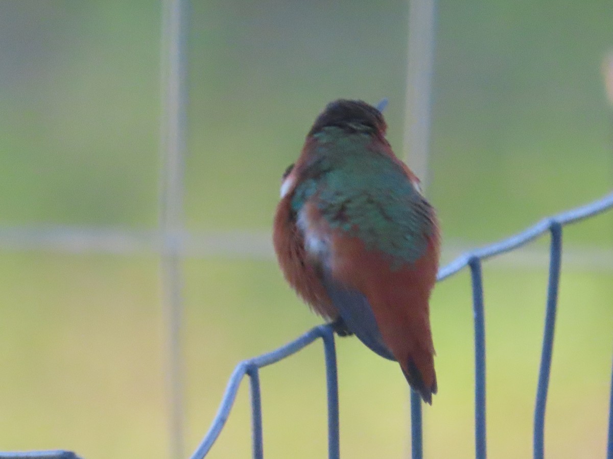 Allen's Hummingbird - ML313687911