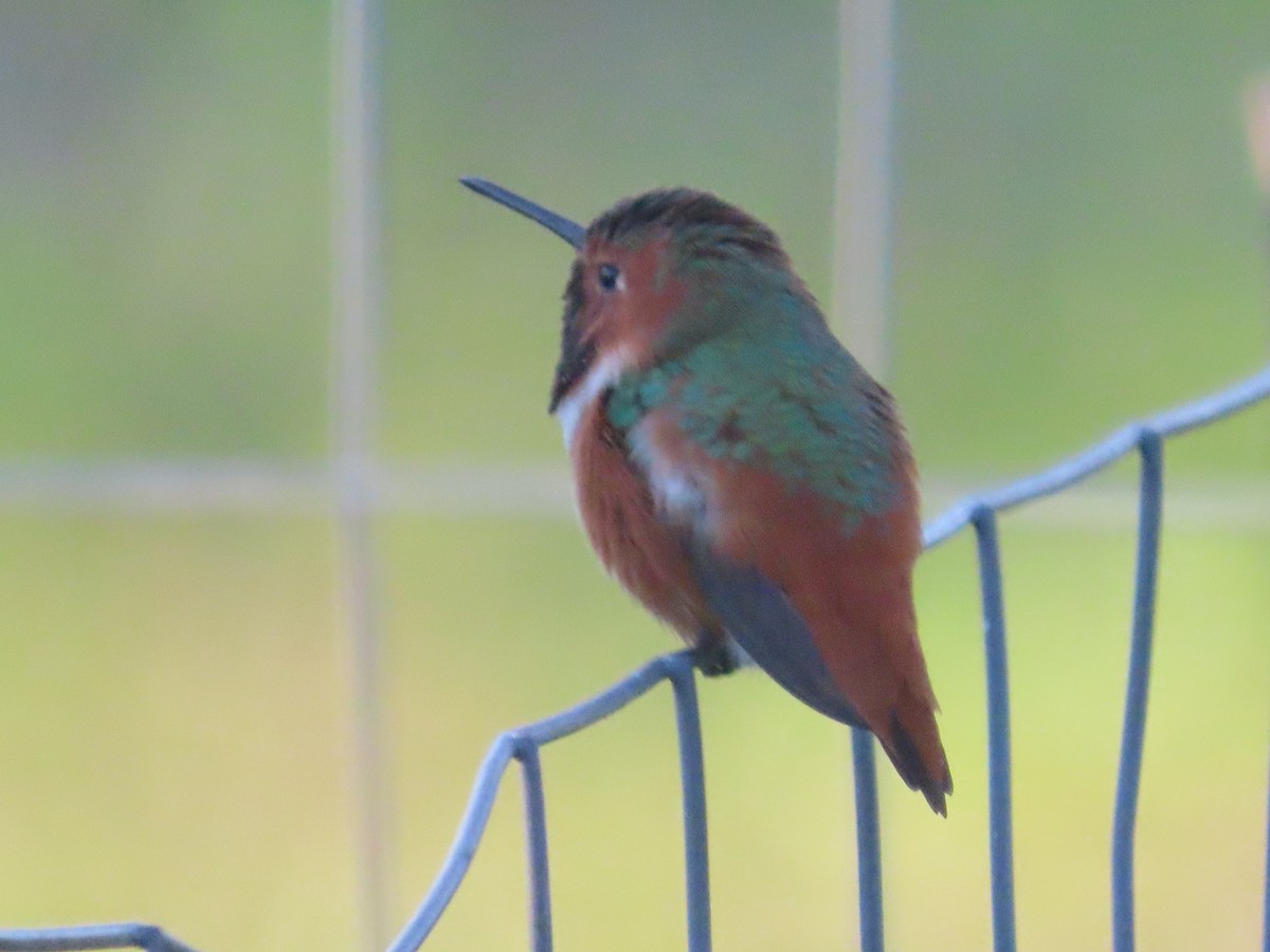Allen's Hummingbird - ML313687941