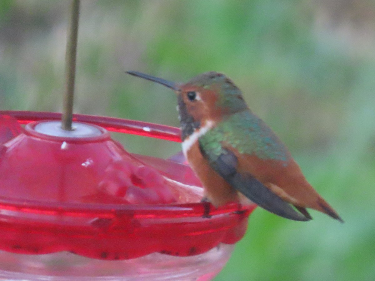 Allen's Hummingbird - ML313688001