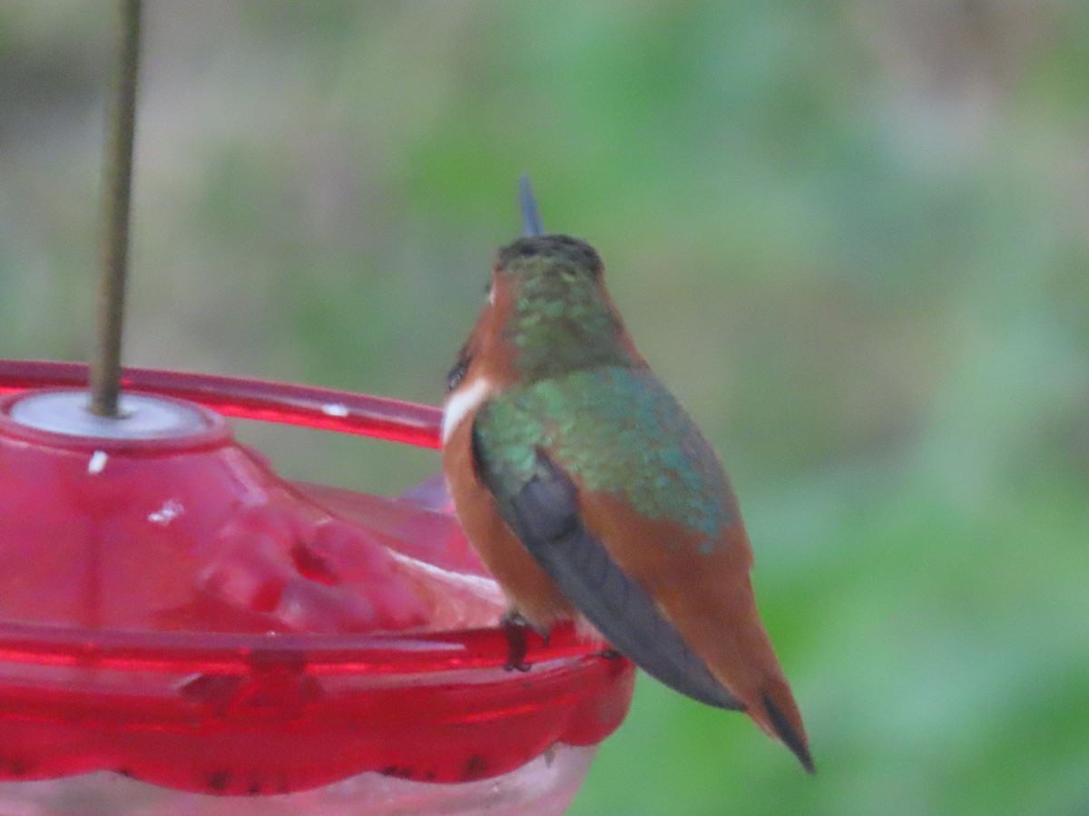 Allen's Hummingbird - ML313688041