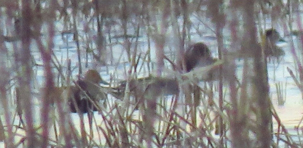 Northern Pintail - Tammy Hester