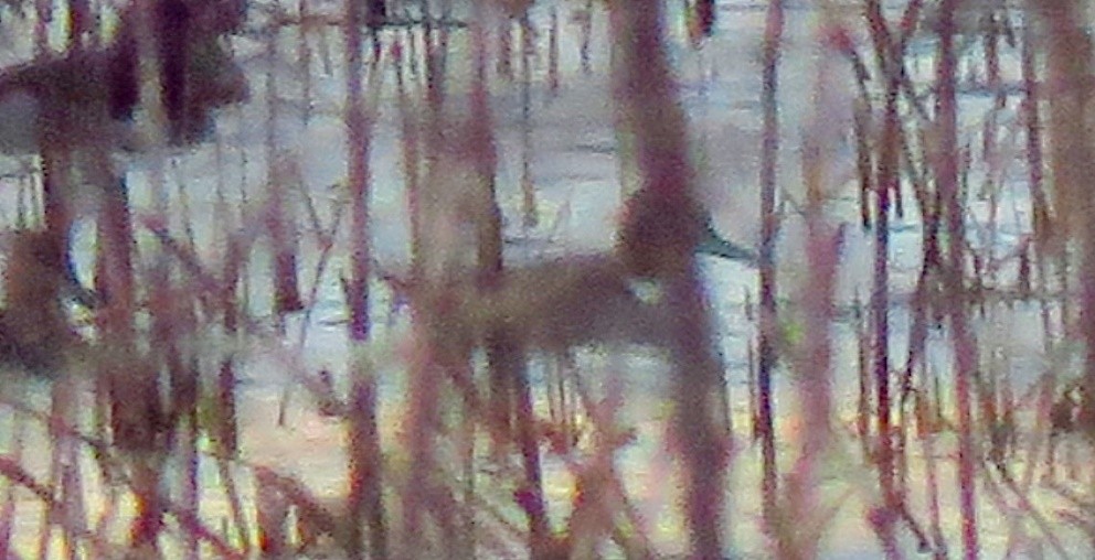 Northern Pintail - Tammy Hester