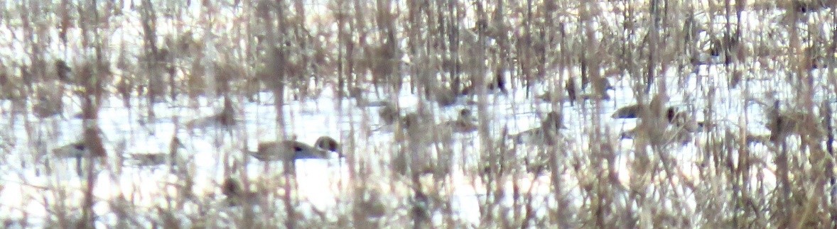 Northern Pintail - ML313688901