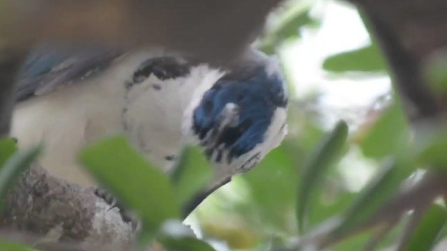 White-throated Magpie-Jay - ML313690101