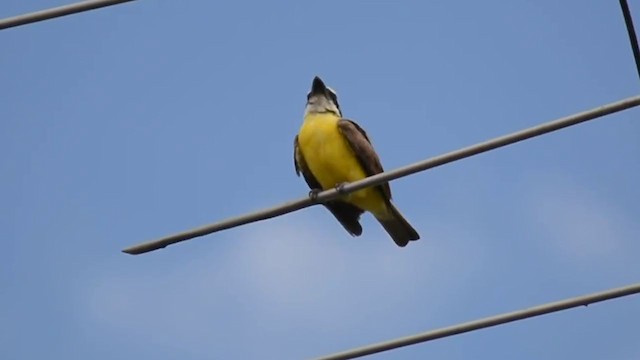 Boat-billed Flycatcher - ML313690201