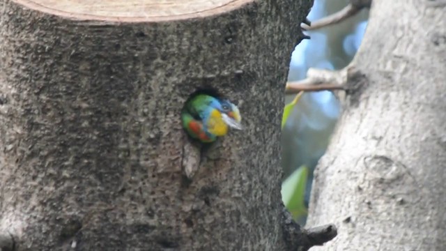 Taiwanbartvogel - ML313691301