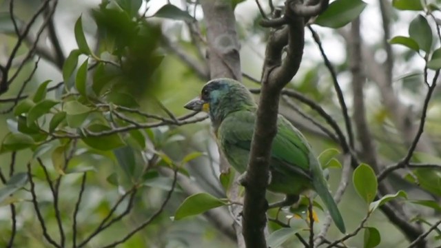 Taiwanbartvogel - ML313691371