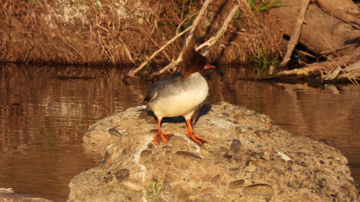 Common Merganser - ML313691421