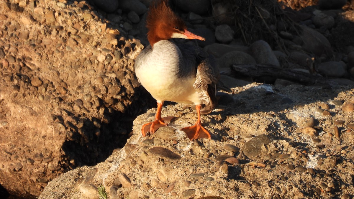 Common Merganser - ML313691441