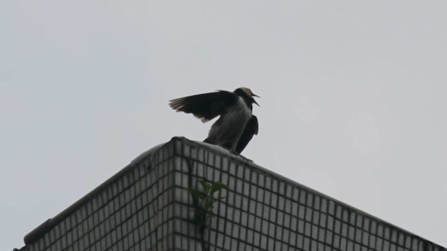 Black-collared Starling - ML313691451