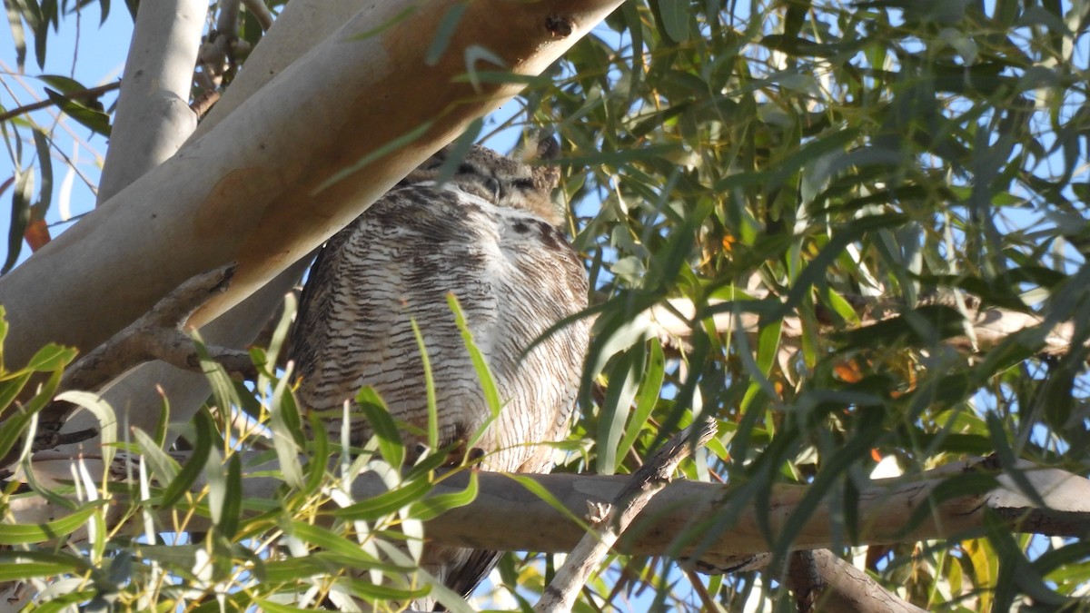 Great Horned Owl - Karen Evans